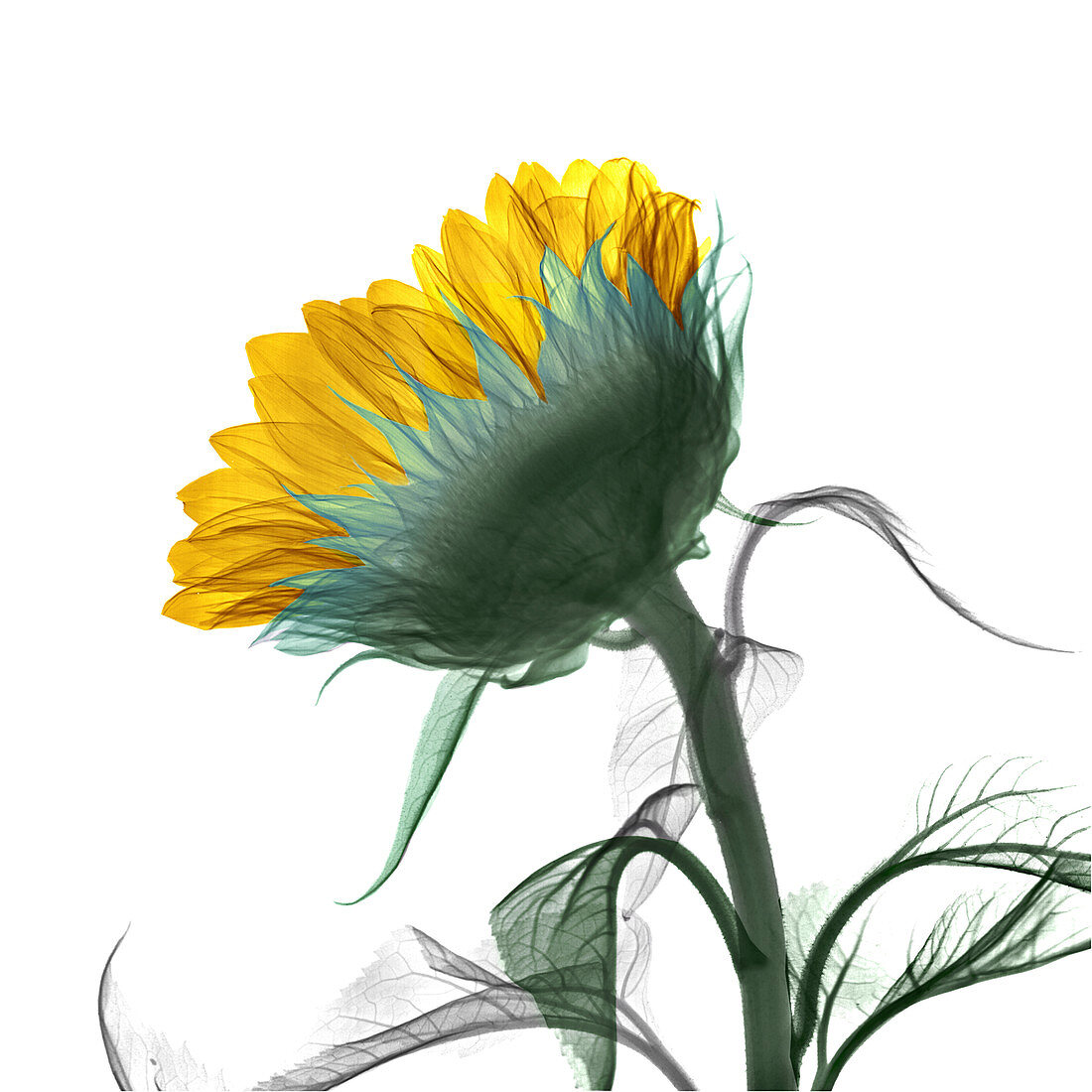 Sunflower, coloured X-ray