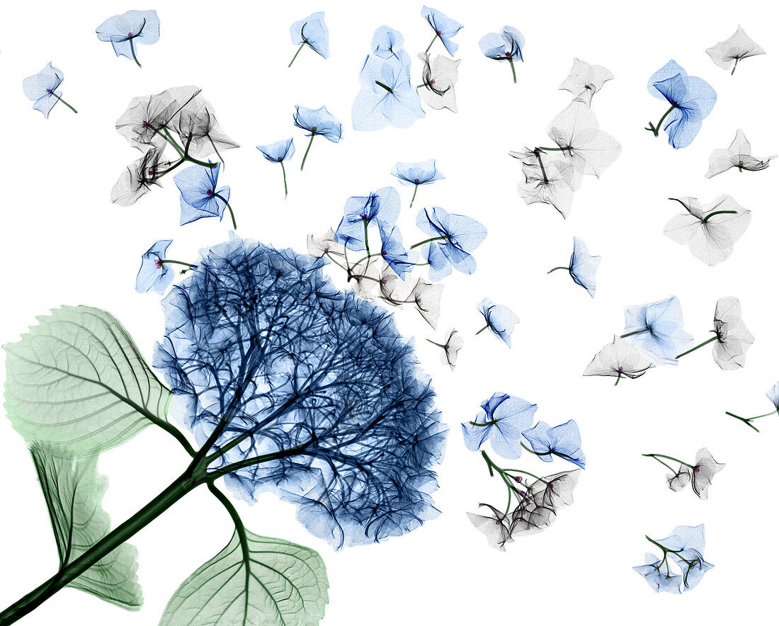 Hydrangea flowering plant, X-ray