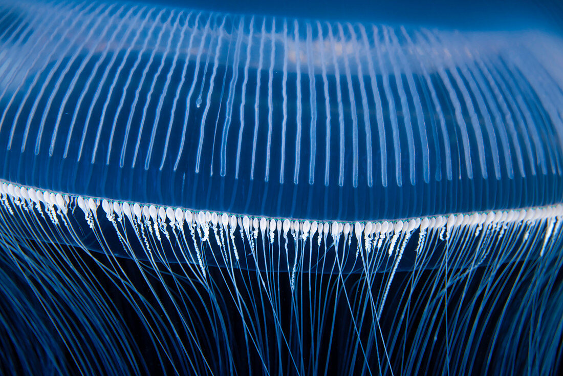 Aequorea crystal jellyfish tentacles