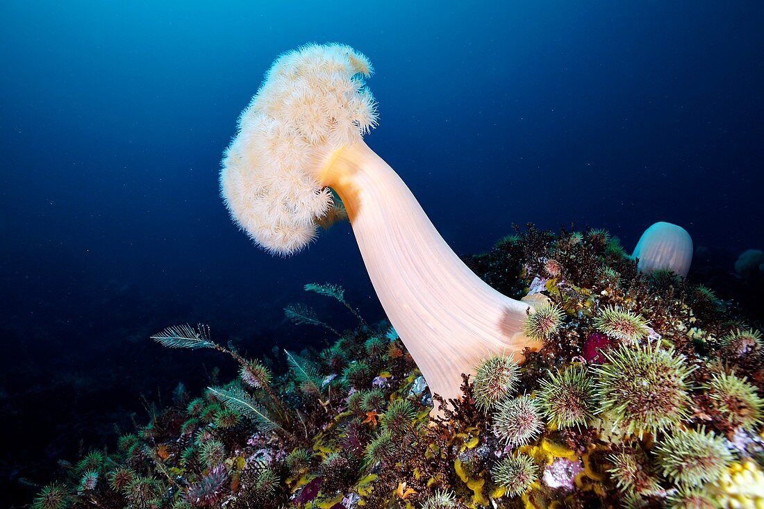 Metridium farcimen sea anemone