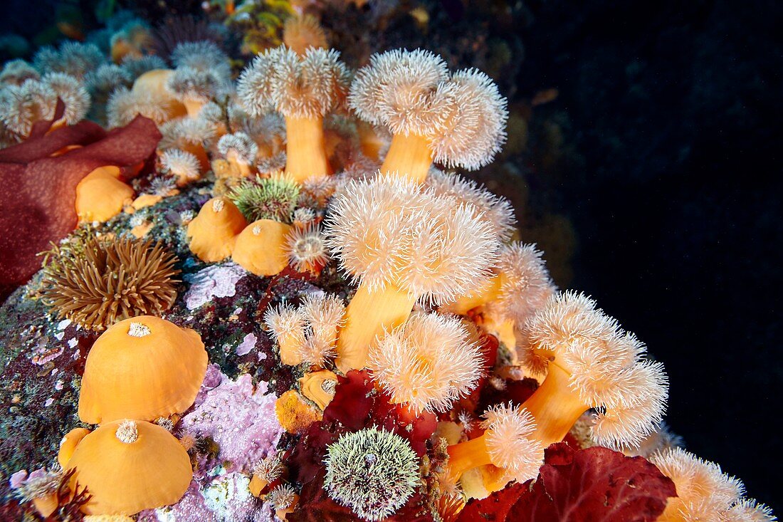 Metridium senile sea anemones
