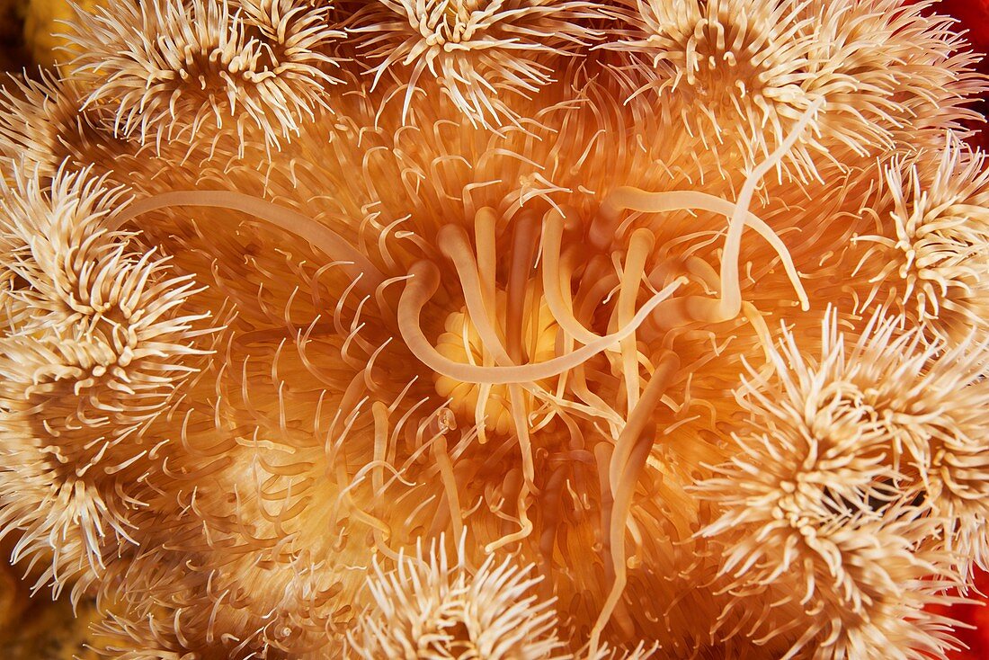 Metridium sea anemone