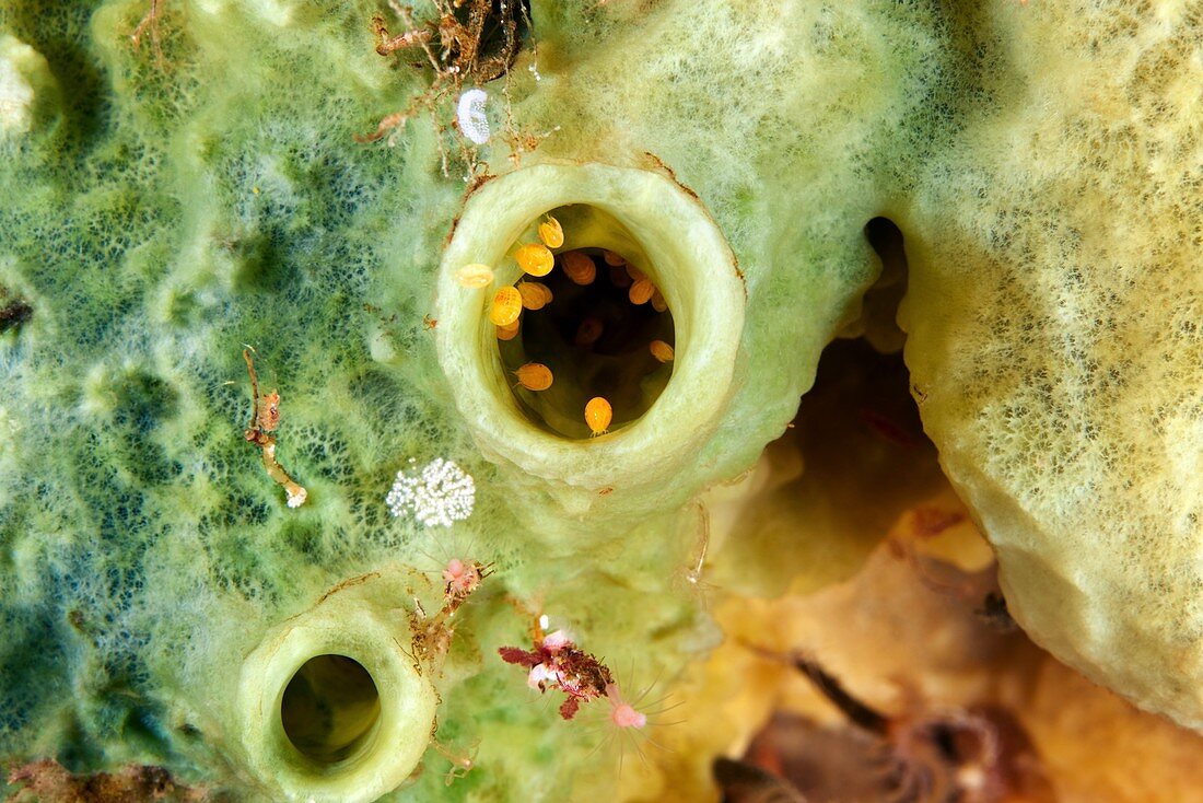 Amphipods inside a sponge