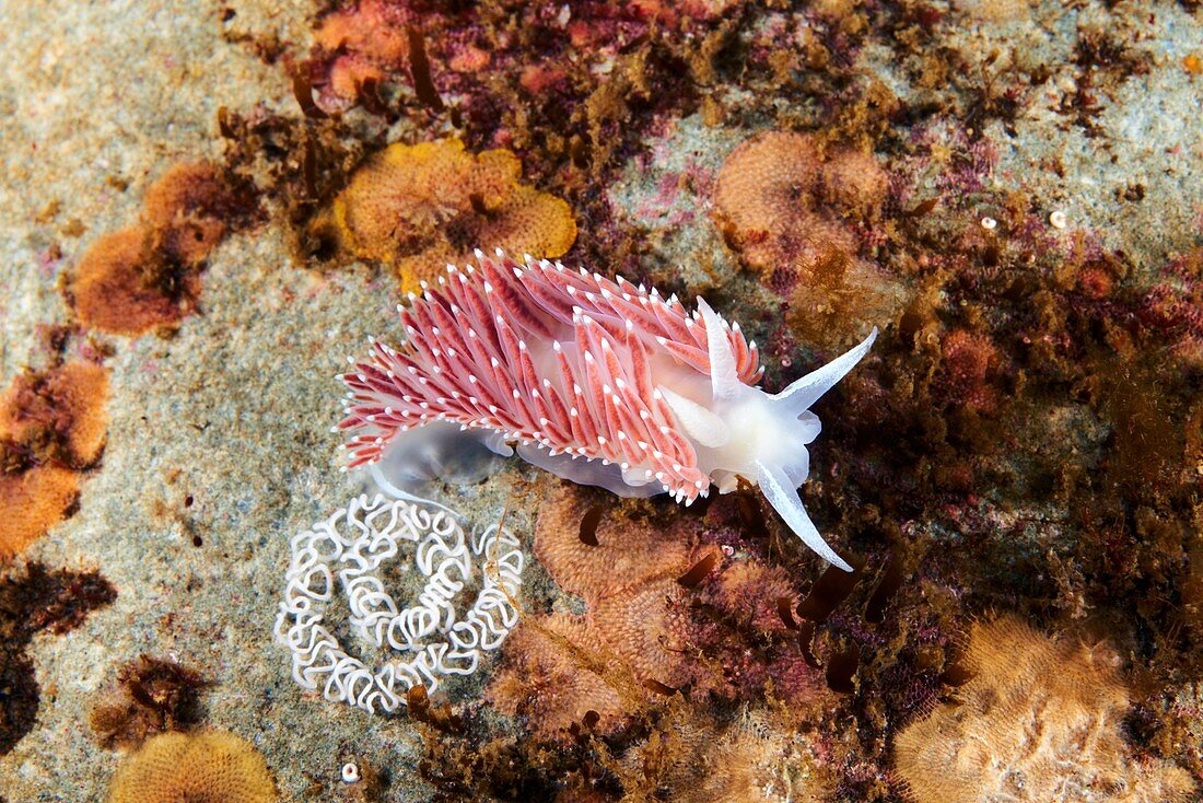 Aeolid nudibranch with eggs