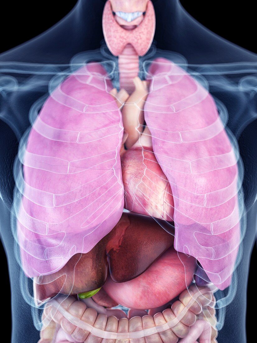 Illustration of the human thorax anatomy