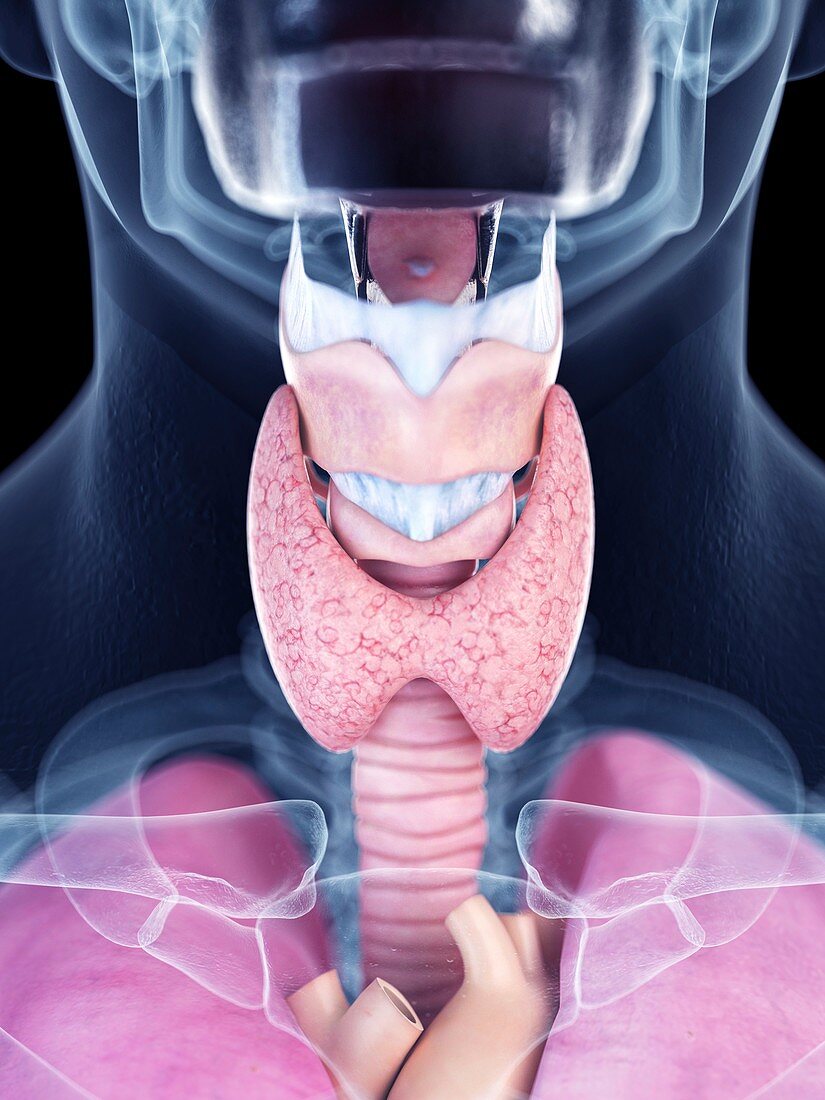 Illustration of the thyroid gland