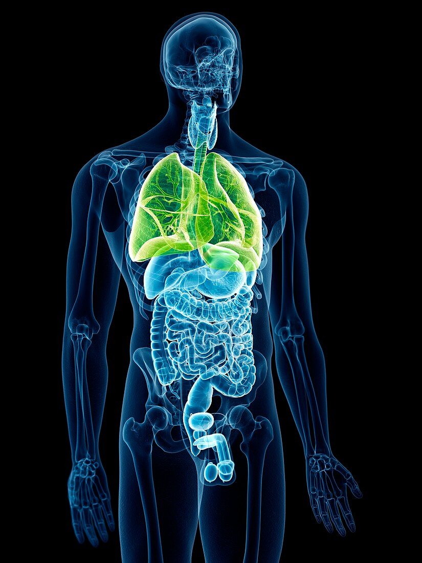 Illustration of the lungs