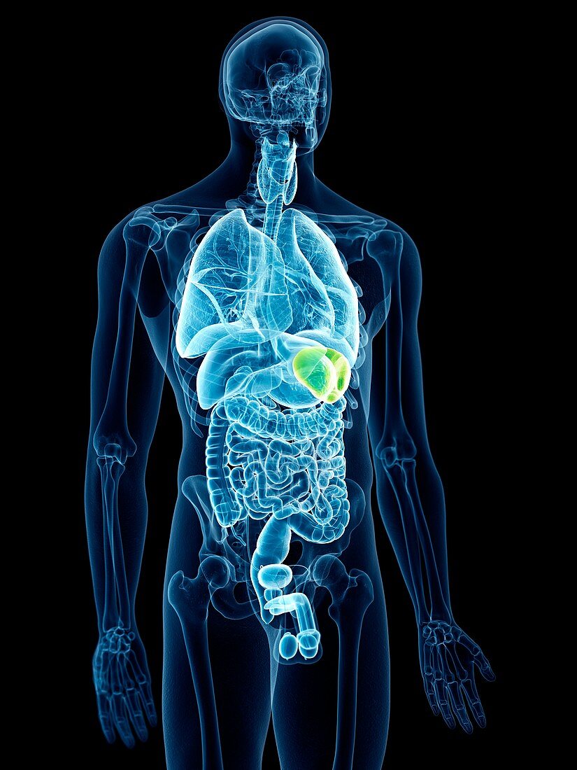 Illustration of the spleen