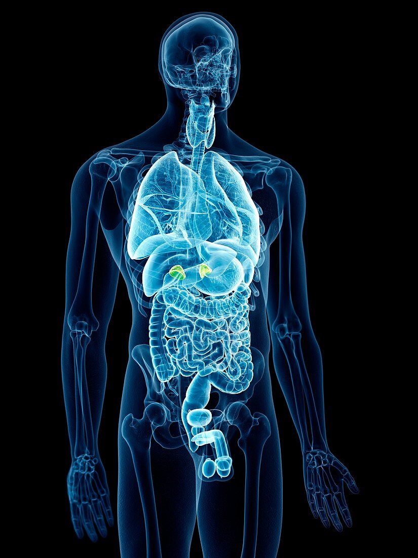 Illustration of the adrenal glands