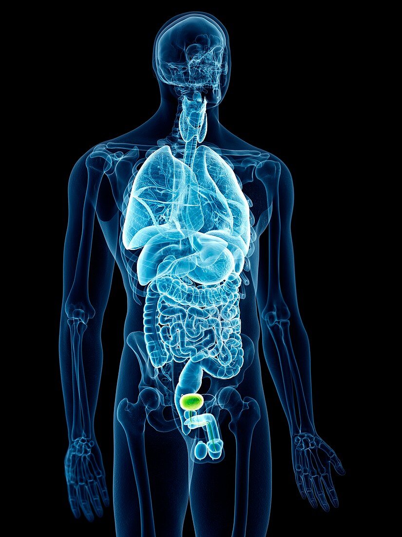 Illustration of the bladder