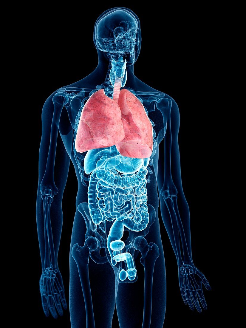 Illustration of the lungs