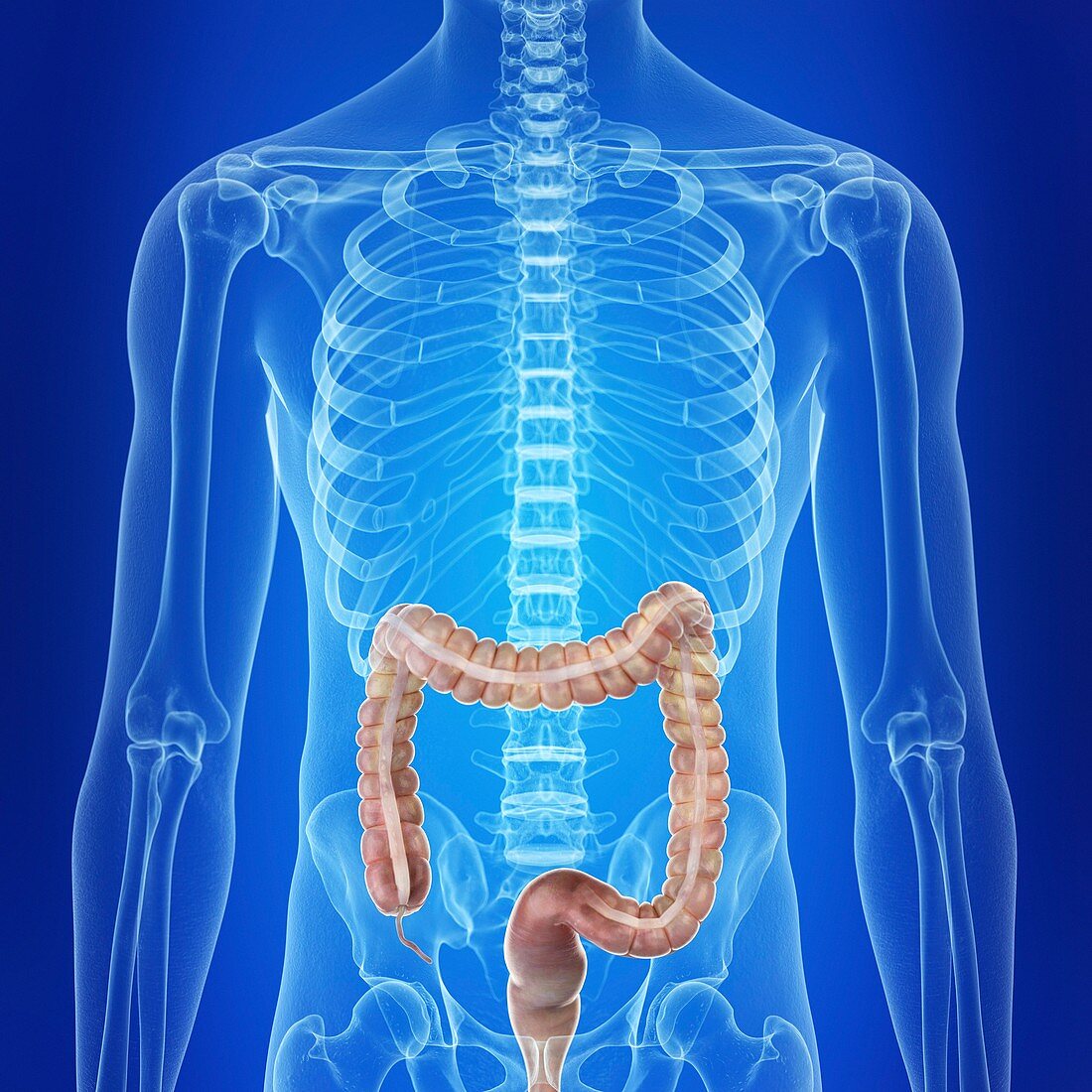 Illustration of the human colon