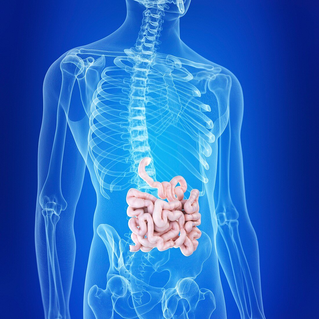 Illustration of the small intestine