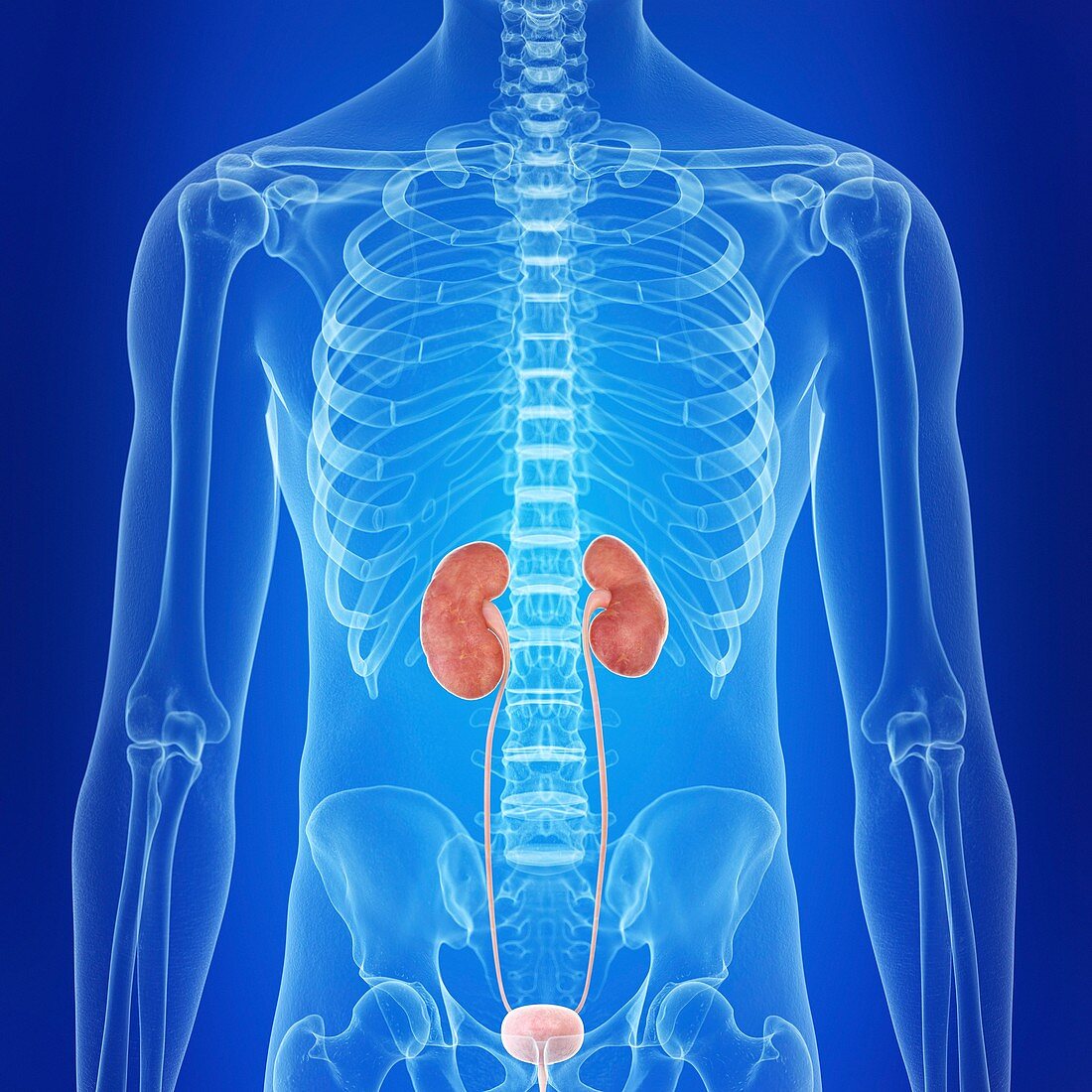 Illustration of the human kidneys