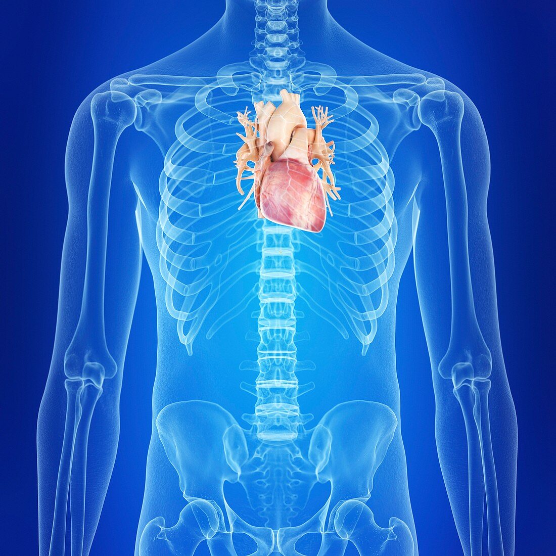 Illustration of the human heart