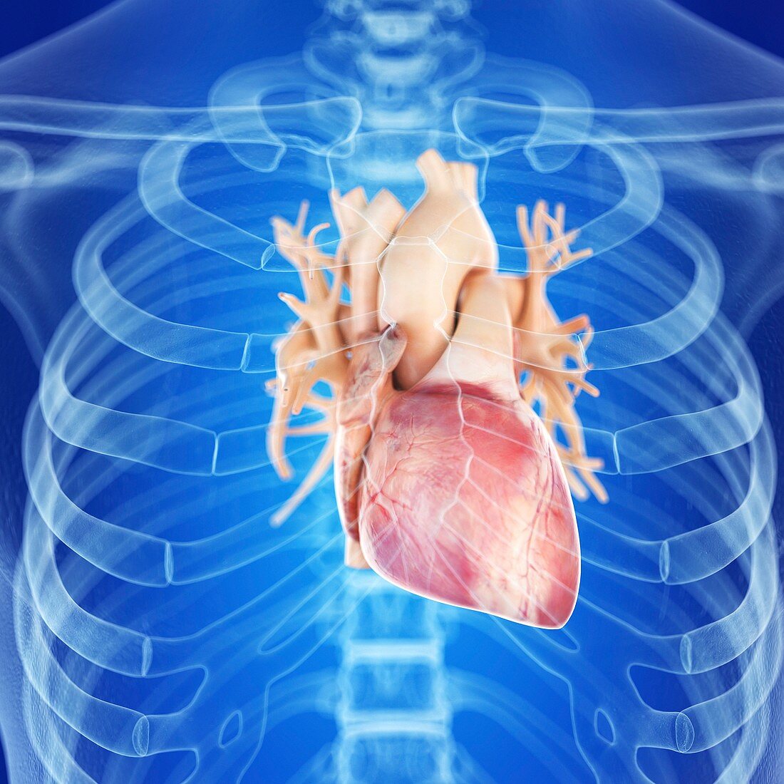 Illustration of a healthy heart