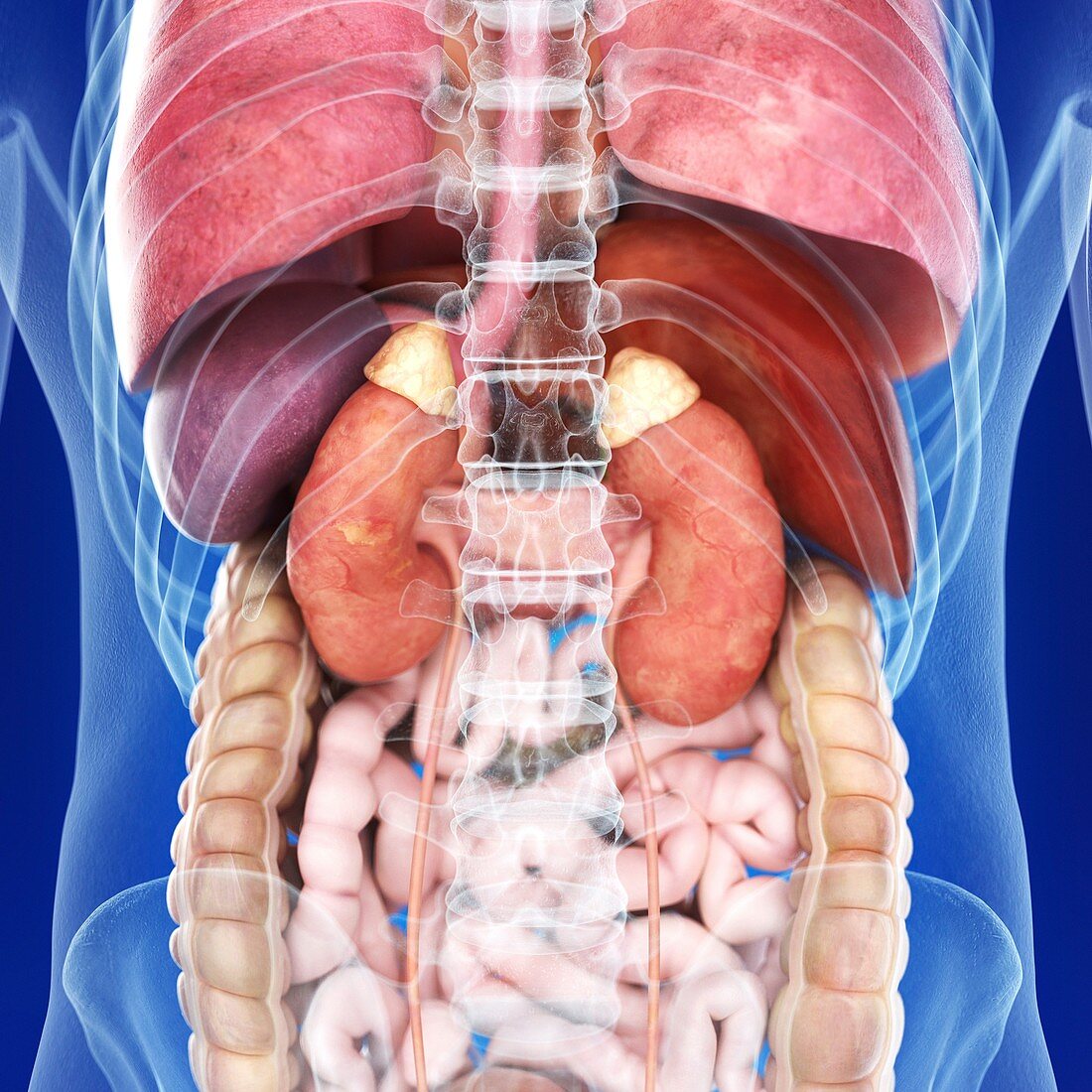 Illustration of the kidneys