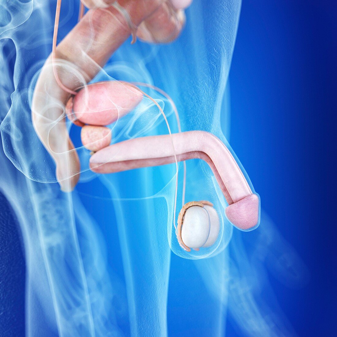 Illustration of the human penis anatomy