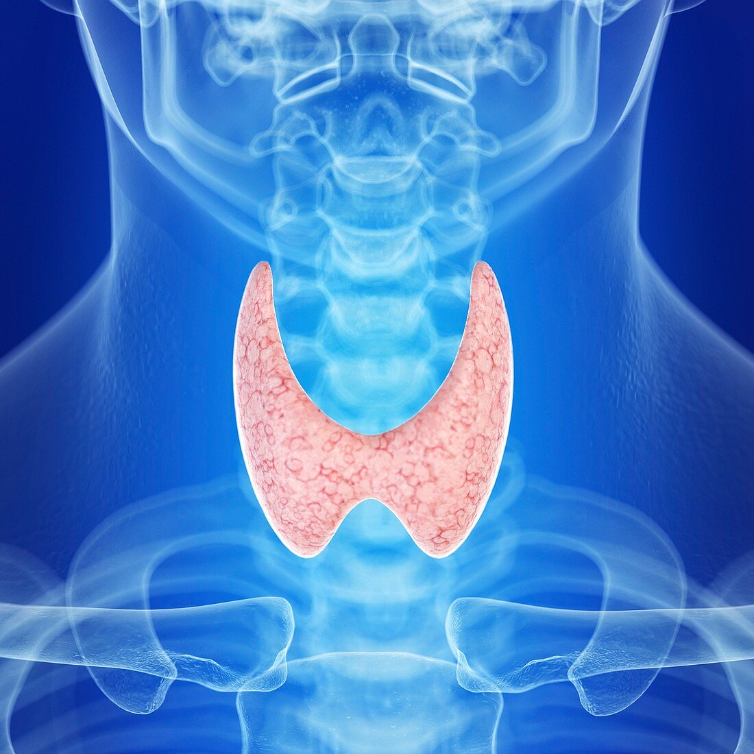 Illustration of a healthy thyroid gland