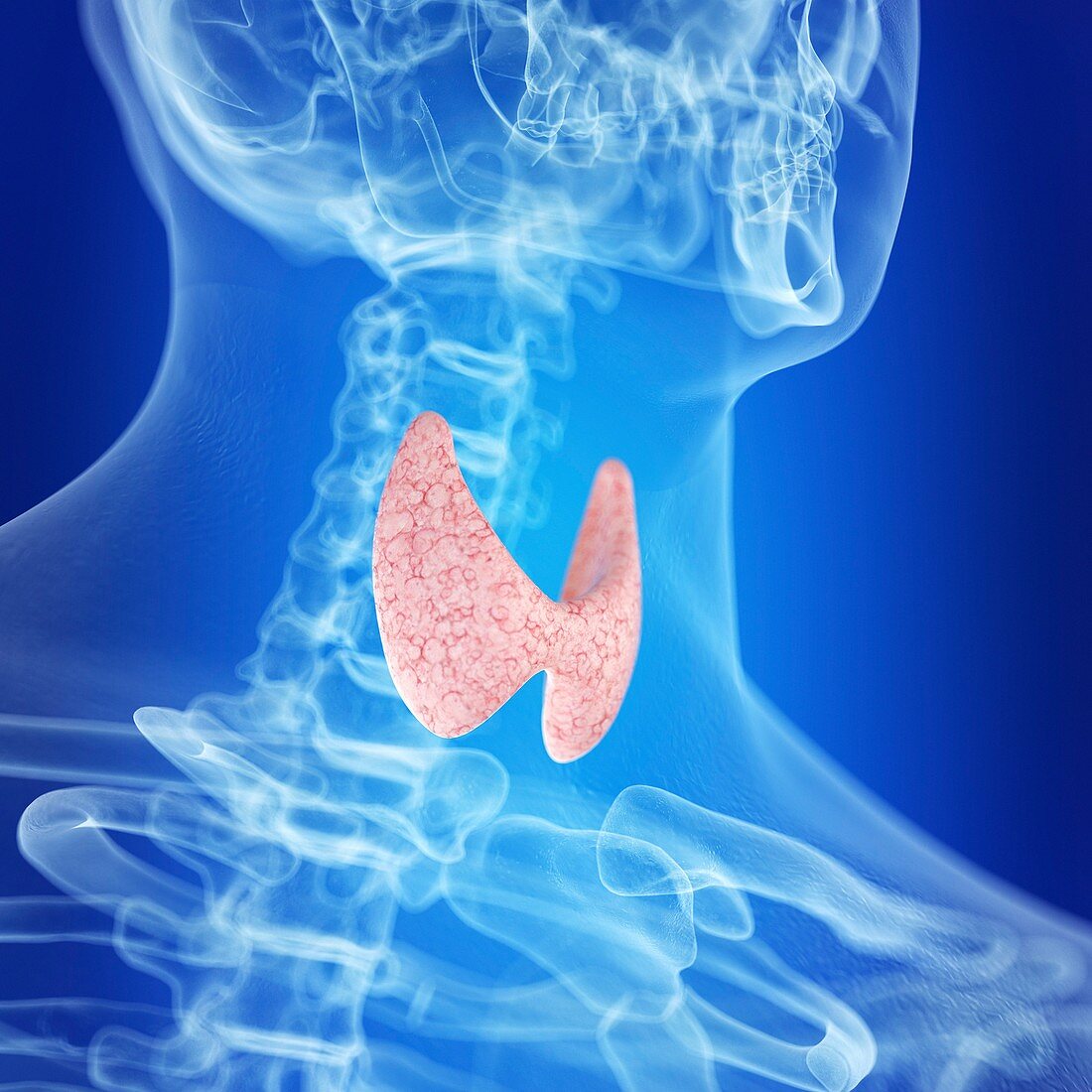 Illustration of a healthy thyroid gland