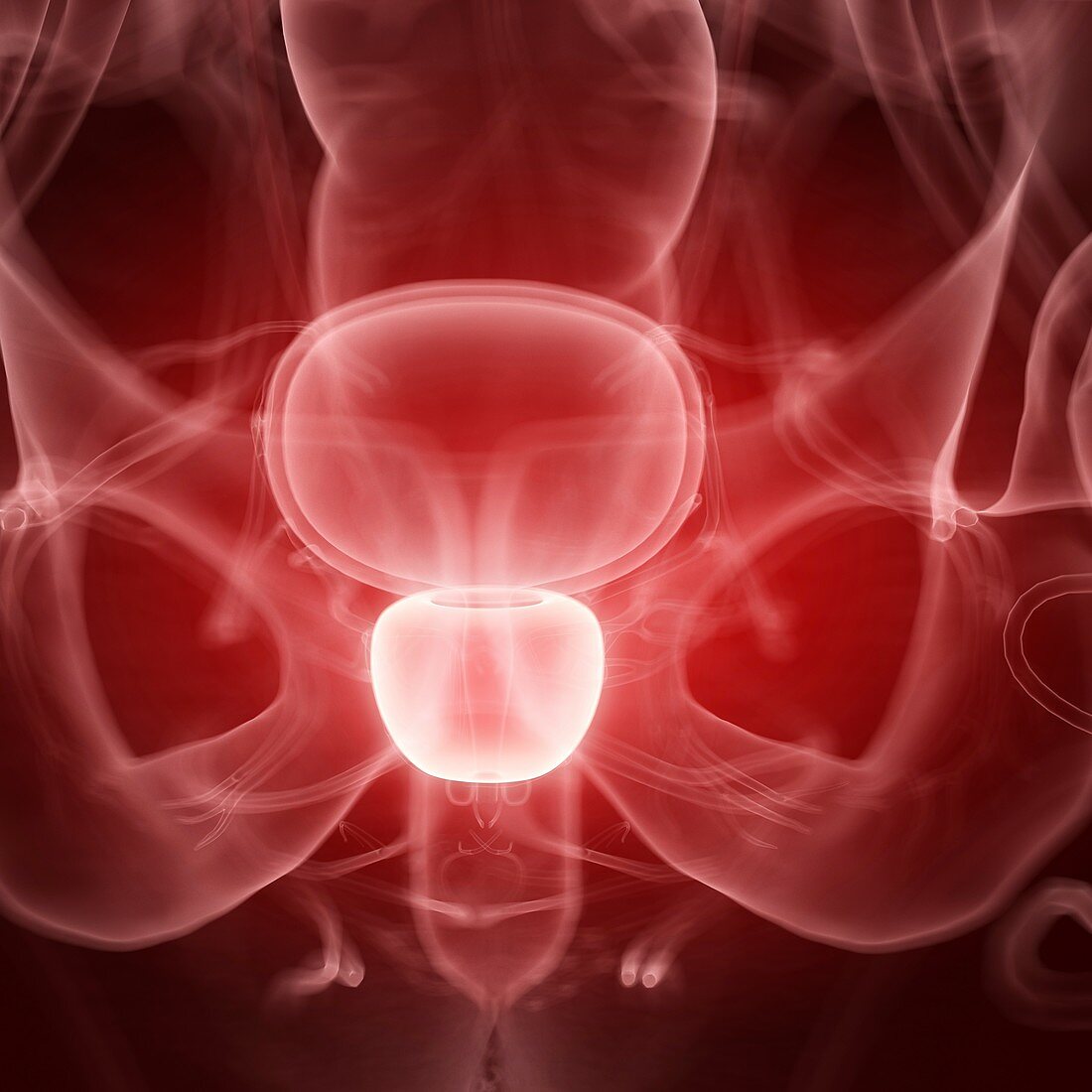 Illustration of the human prostate