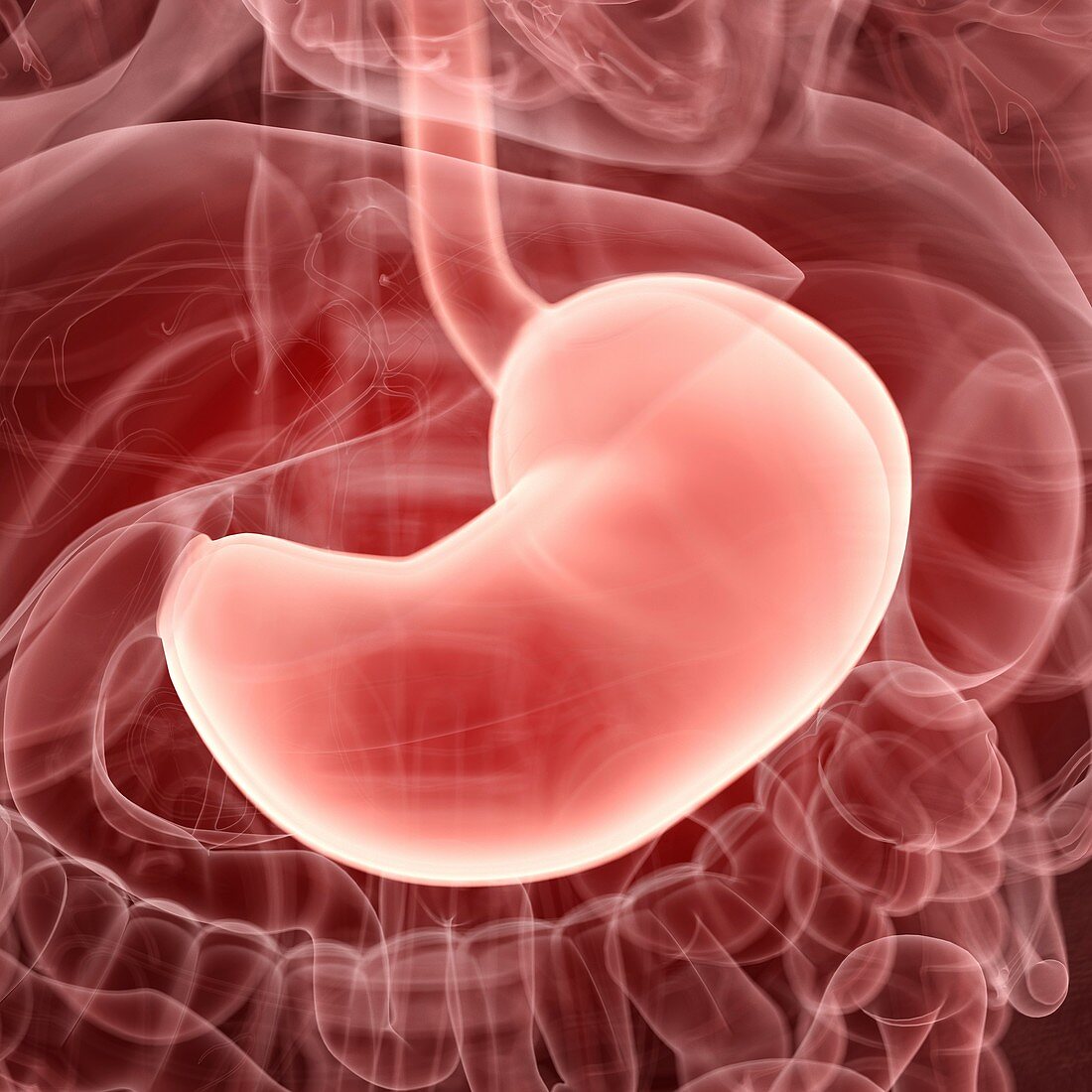 Illustration of the human stomach