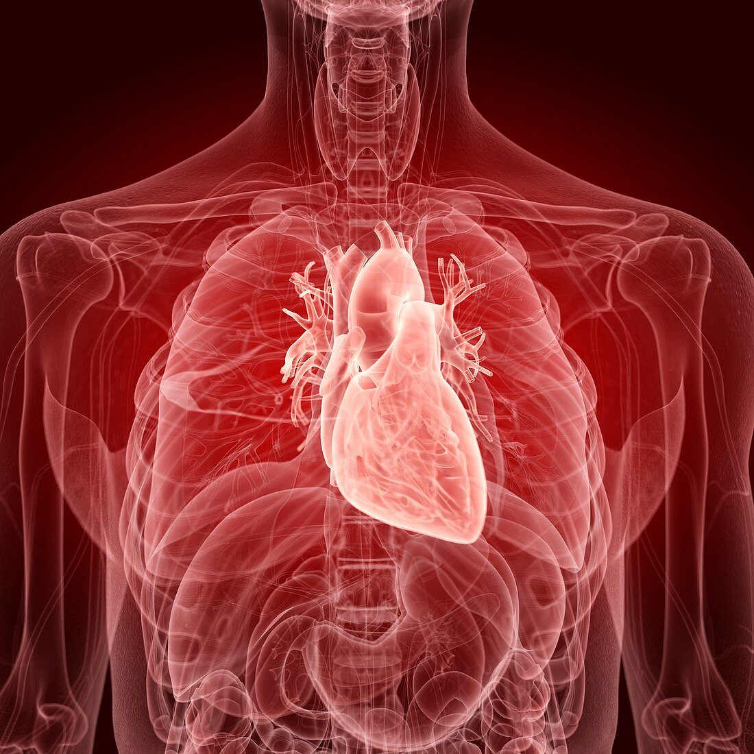 Illustration of the human heart