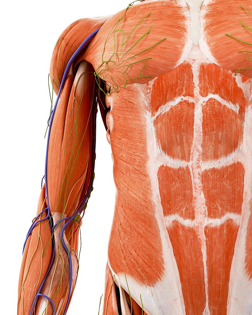 Illustration of the human upper arm anatomy
