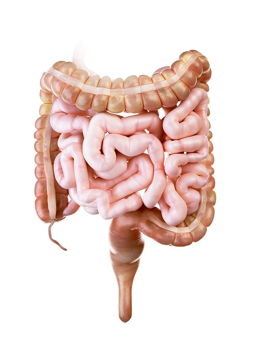 Illustration of the human small and large intestine