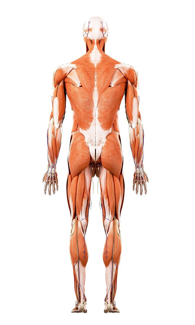 Illustration of the human muscles
