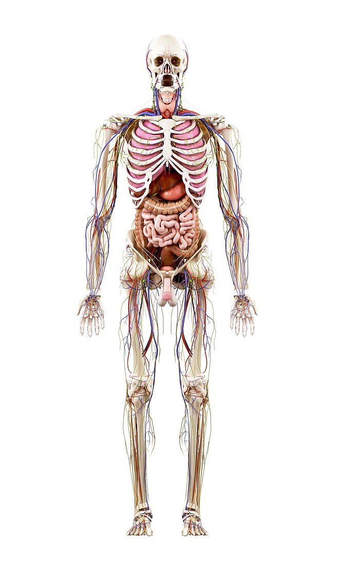 Illustration of human anatomy