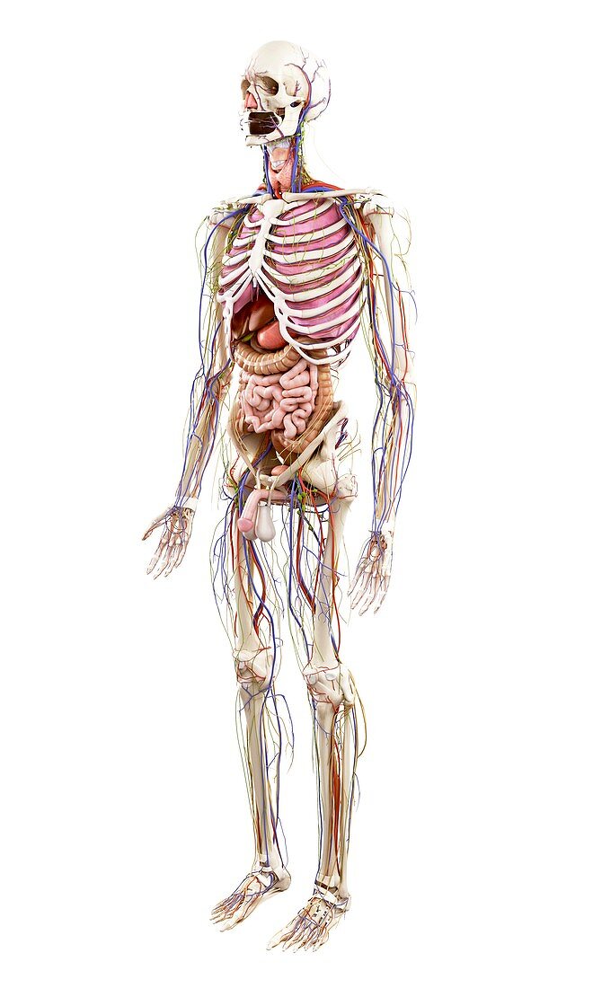 Illustration of human anatomy