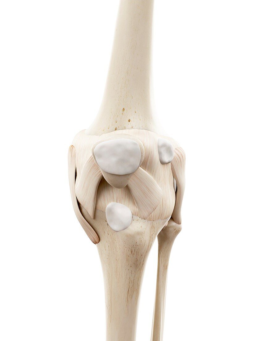 Illustration of the human knee bones