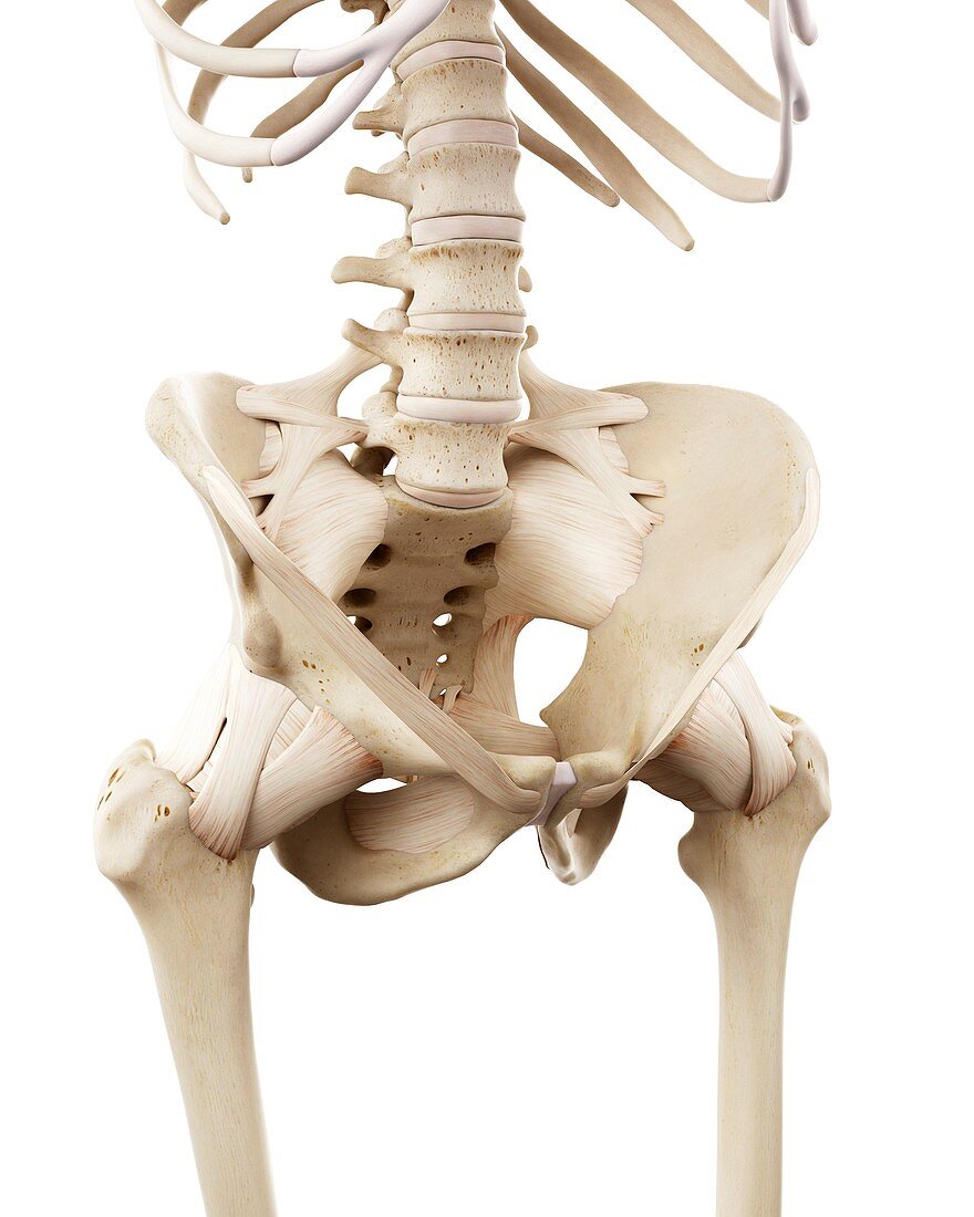 Illustration of the human hip bones