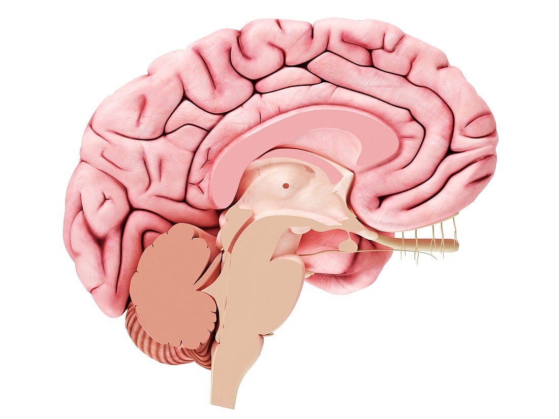 Illustration of a brain cross-section