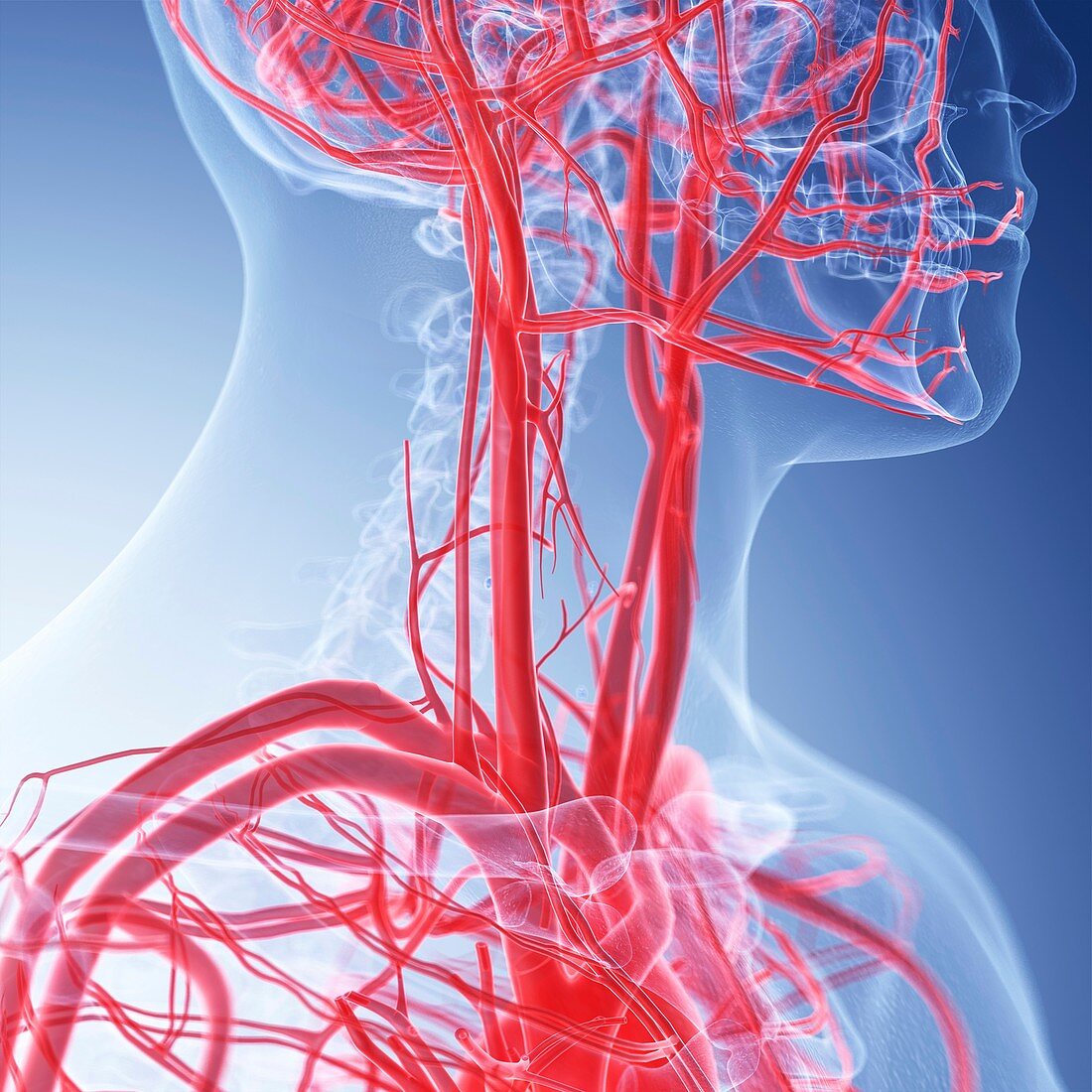 Illustration of the neck blood vessels