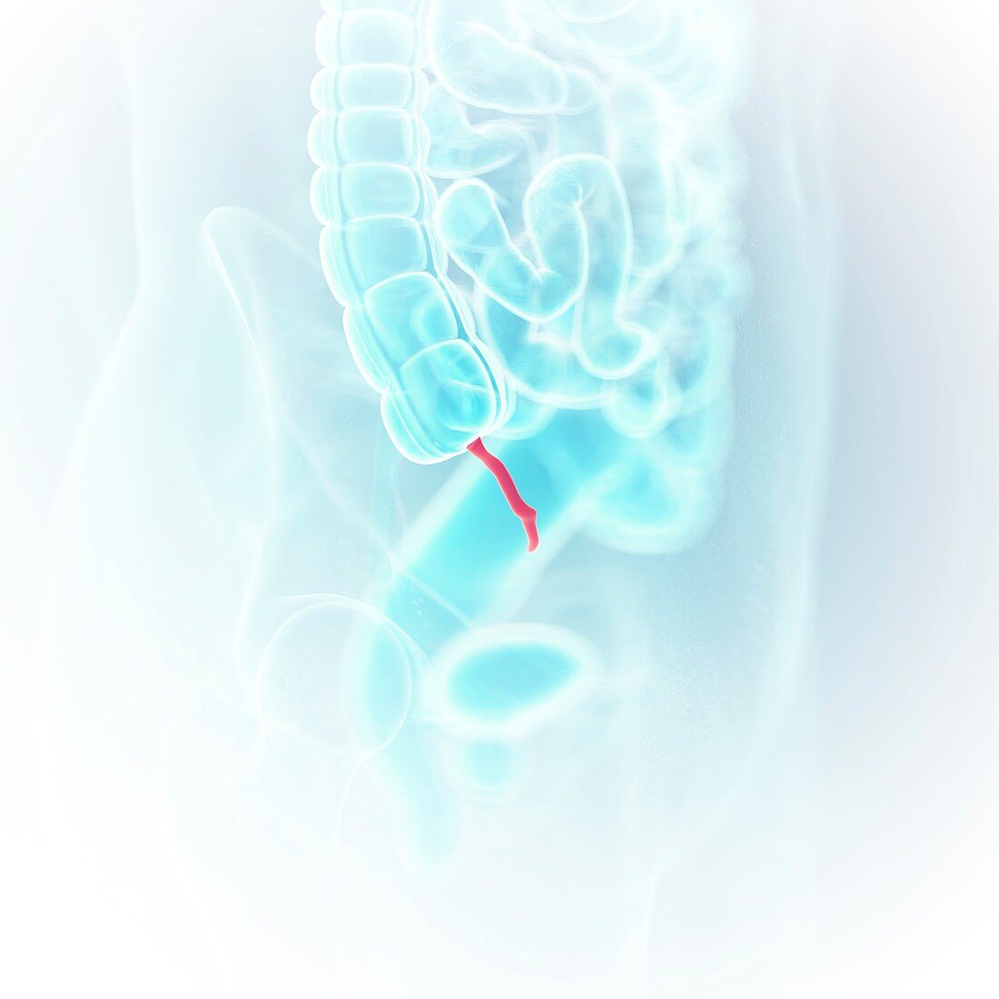 Illustration of the appendix