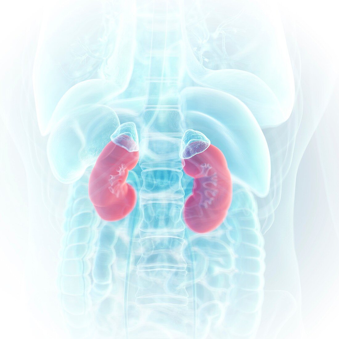 Illustration of the kidneys