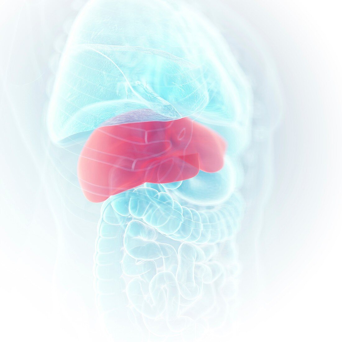 Illustration of the liver