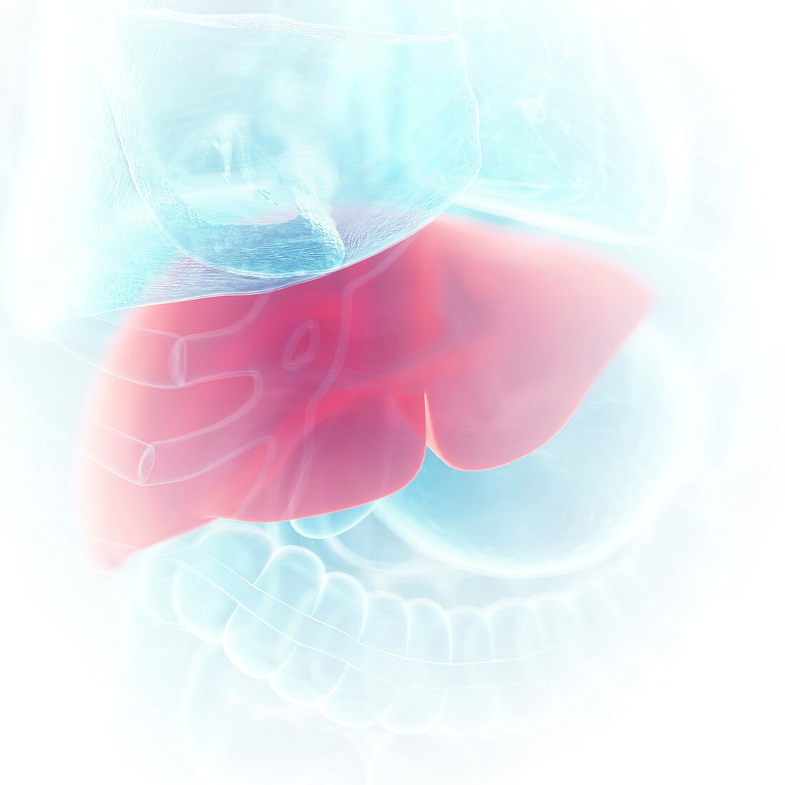 Illustration of the liver