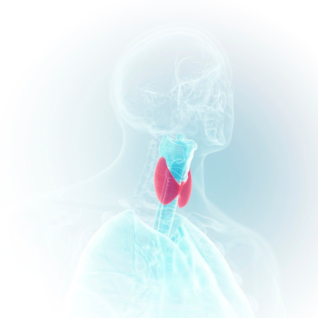 Illustration of the larynx