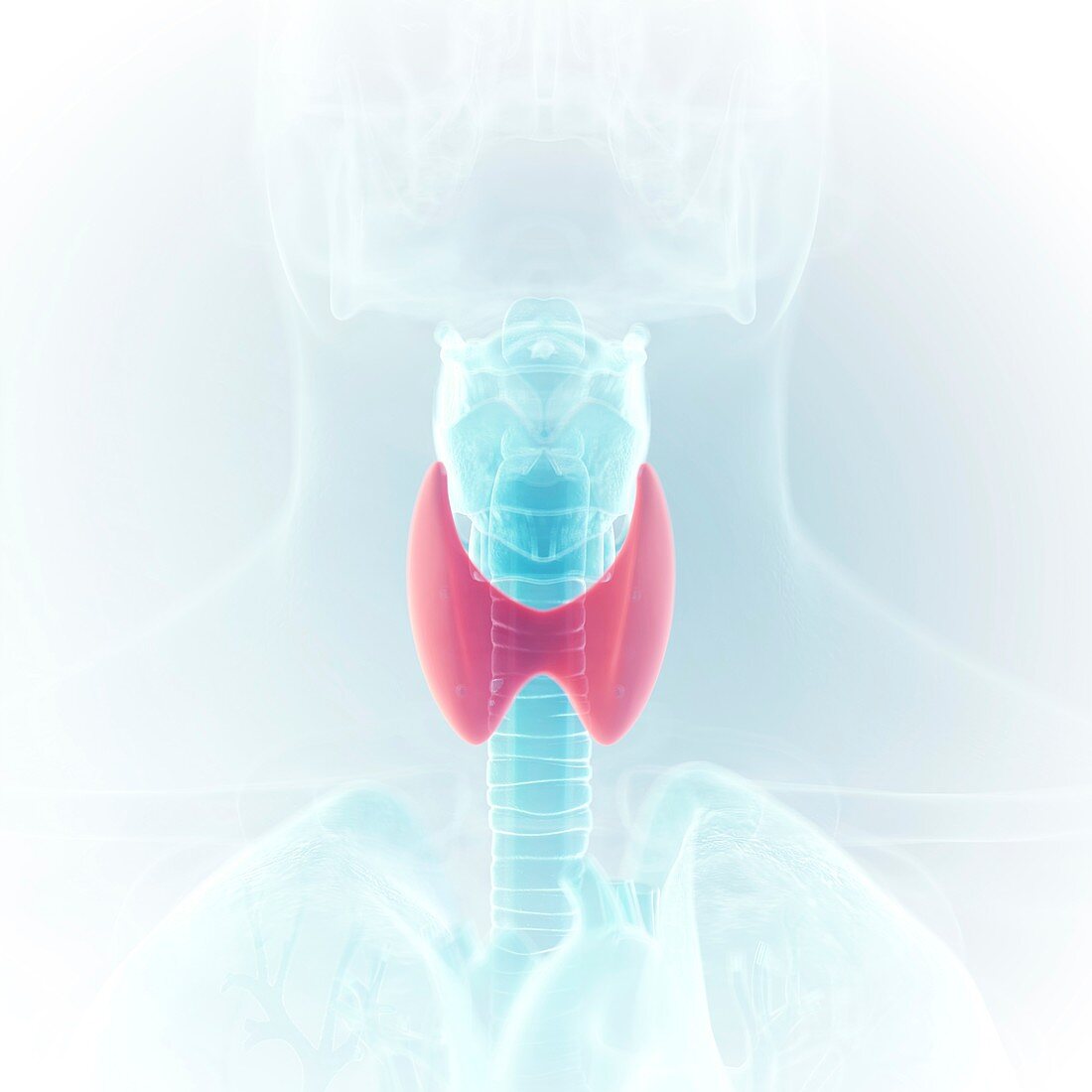 Illustration of the thyroid