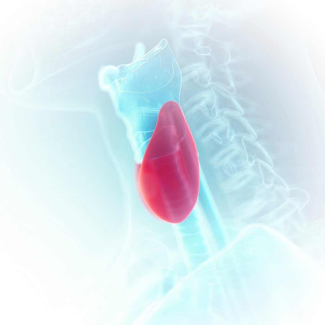 Illustration of the thyroid