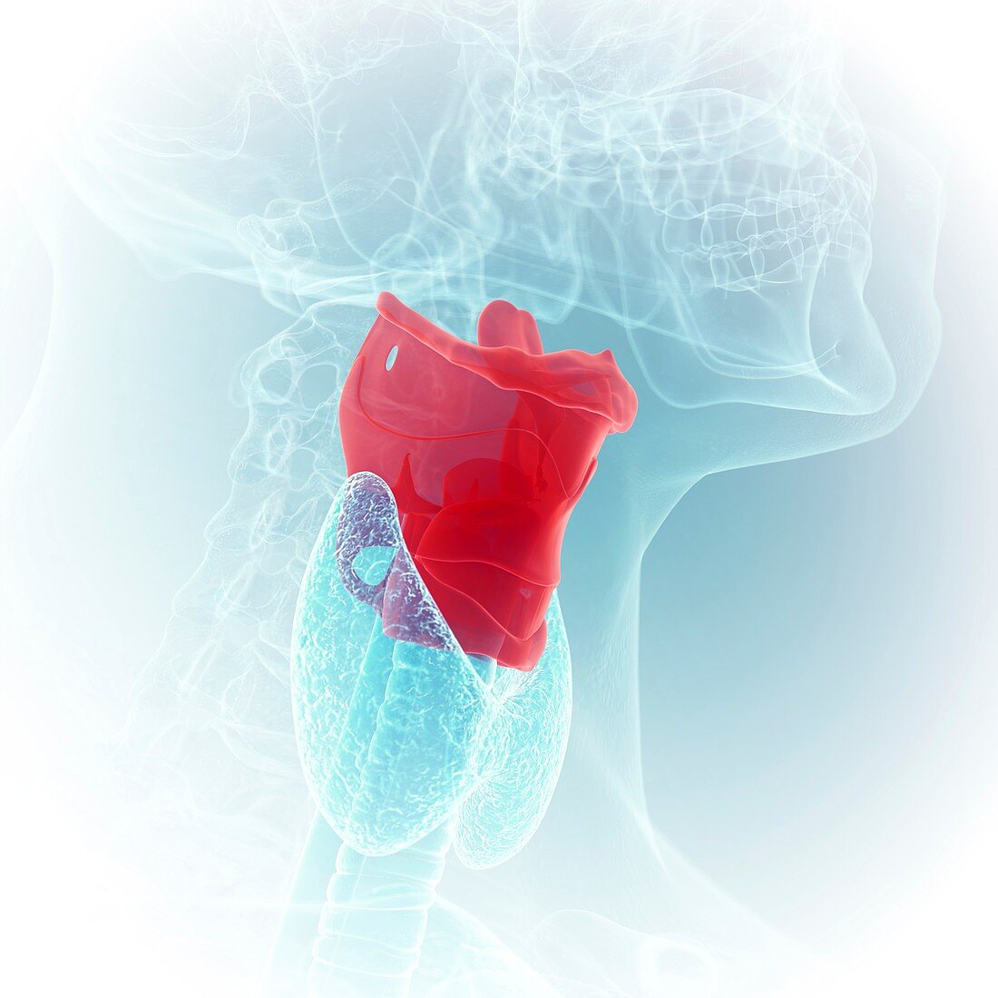 Illustration of the larynx