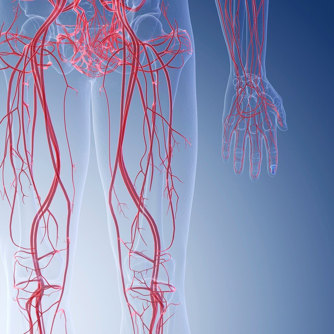 Illustration of the blood vessels of the legs