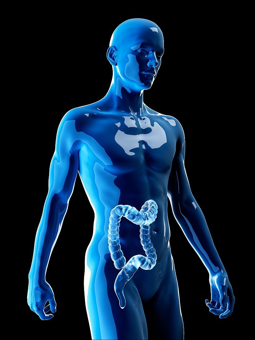 Illustration of the human colon