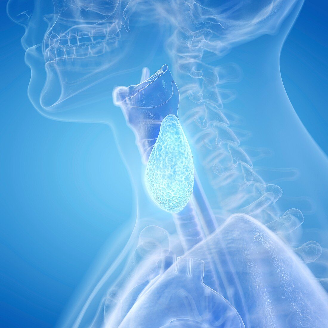Illustration of the thyroid gland