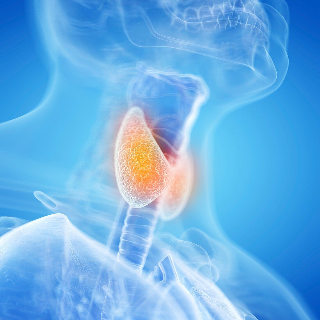 Illustration of the thyroid gland