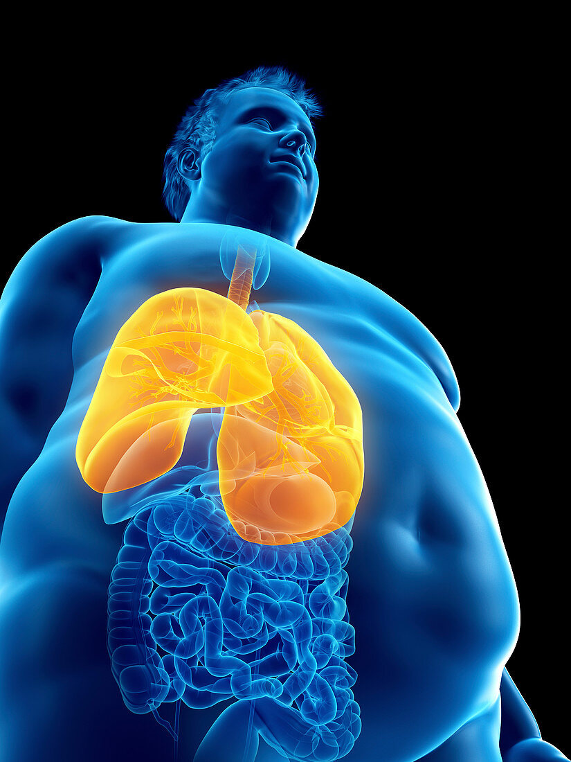 Illustration of an obese man's lungs