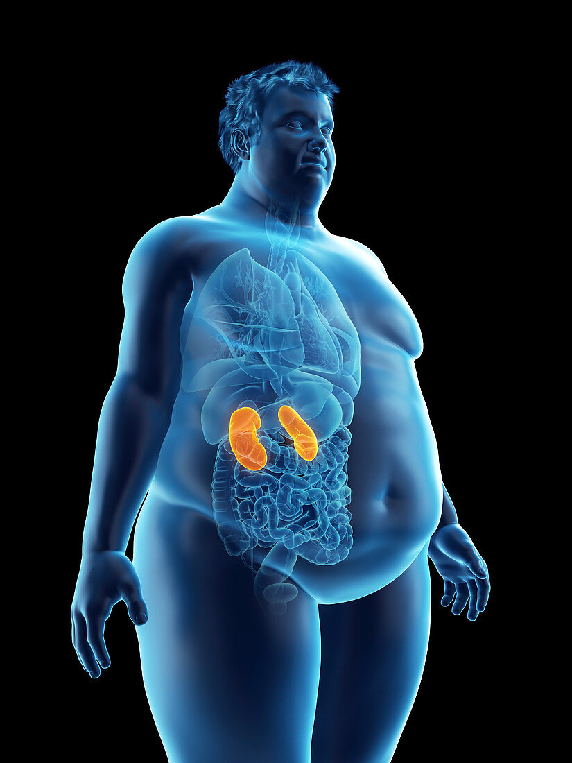 Illustration of an obese man's kidneys